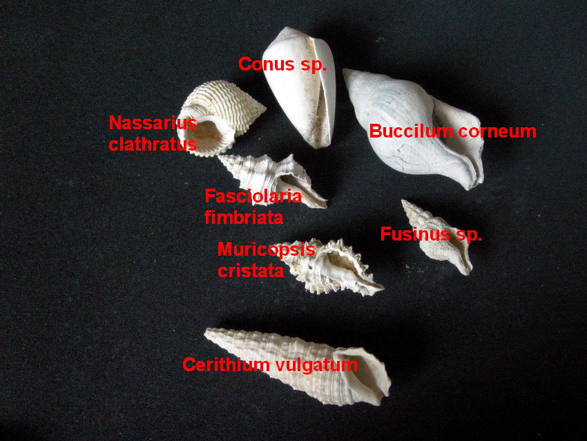 Fossili del Pliocene (tardo)